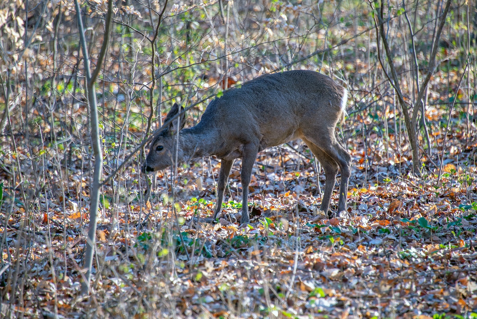 ::. Frühaufsteher .::