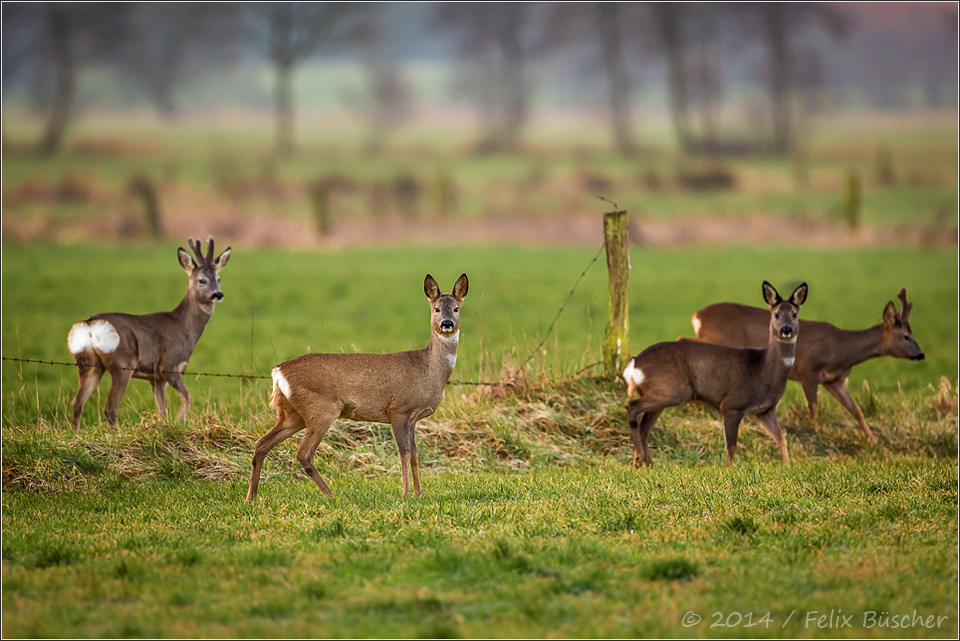 Frühaufsteher