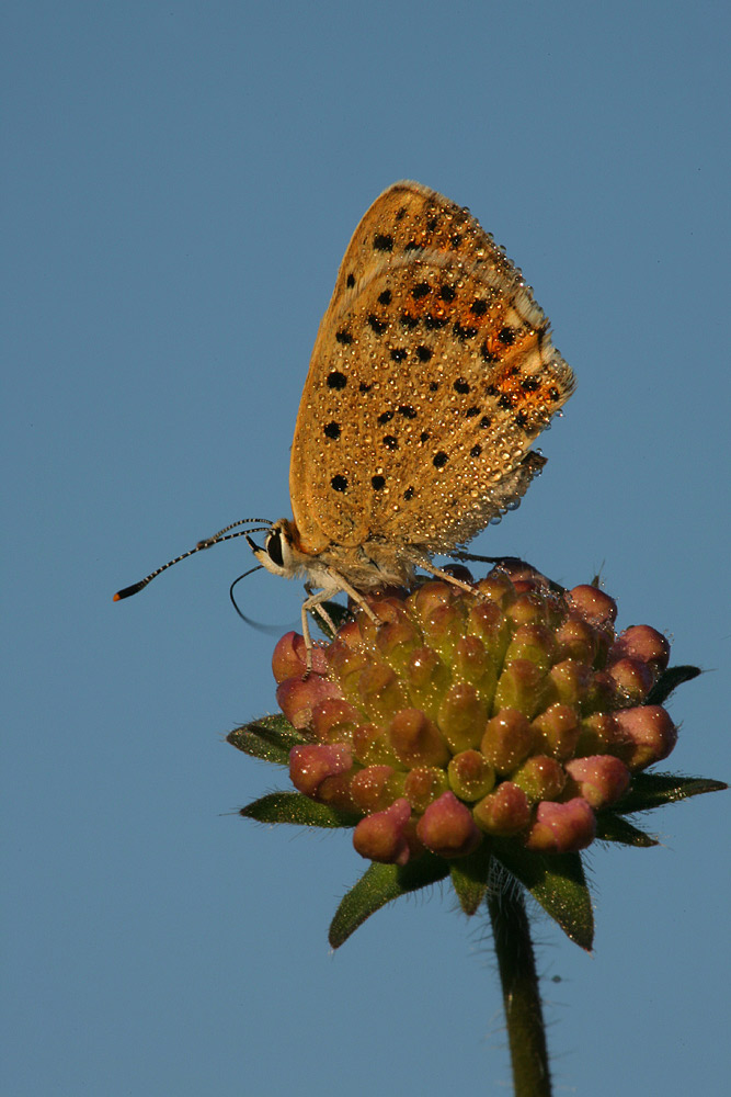 Frühaufsteher