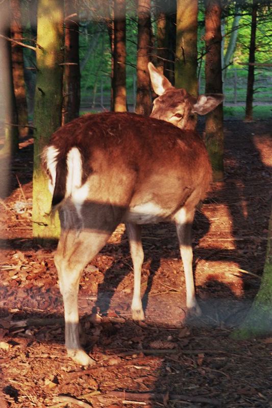 Frühaufsteher bei der Morgenwäsche