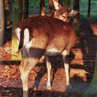 Frühaufsteher bei der Morgenwäsche