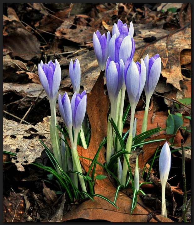 Frühaufsteher im Park