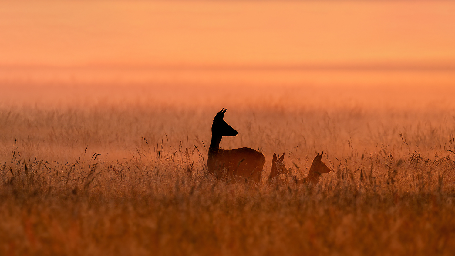 Frühaufsteher kurz nach Sonnenaufgang.