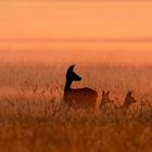 Frühaufsteher kurz nach Sonnenaufgang.