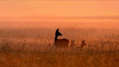 Frühaufsteher kurz nach Sonnenaufgang.