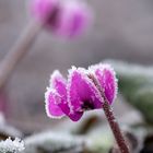 Frühblühende Alpenveilchen