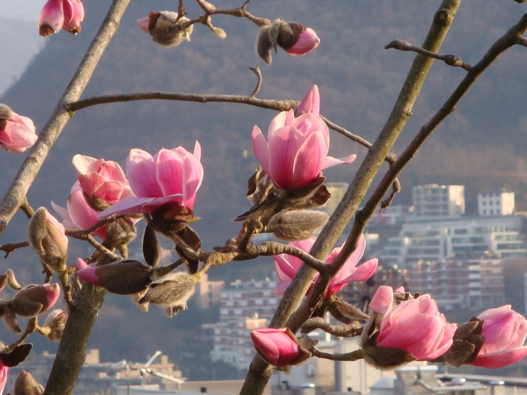 Frühblühende Magnolie