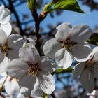 Frühblühender japanischer Kirschbaum...