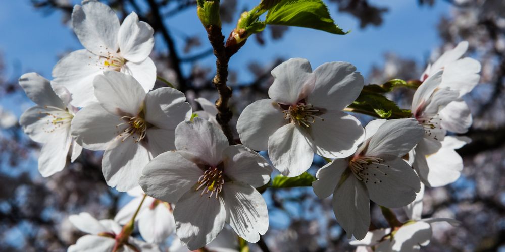 Frühblühender japanischer Kirschbaum...