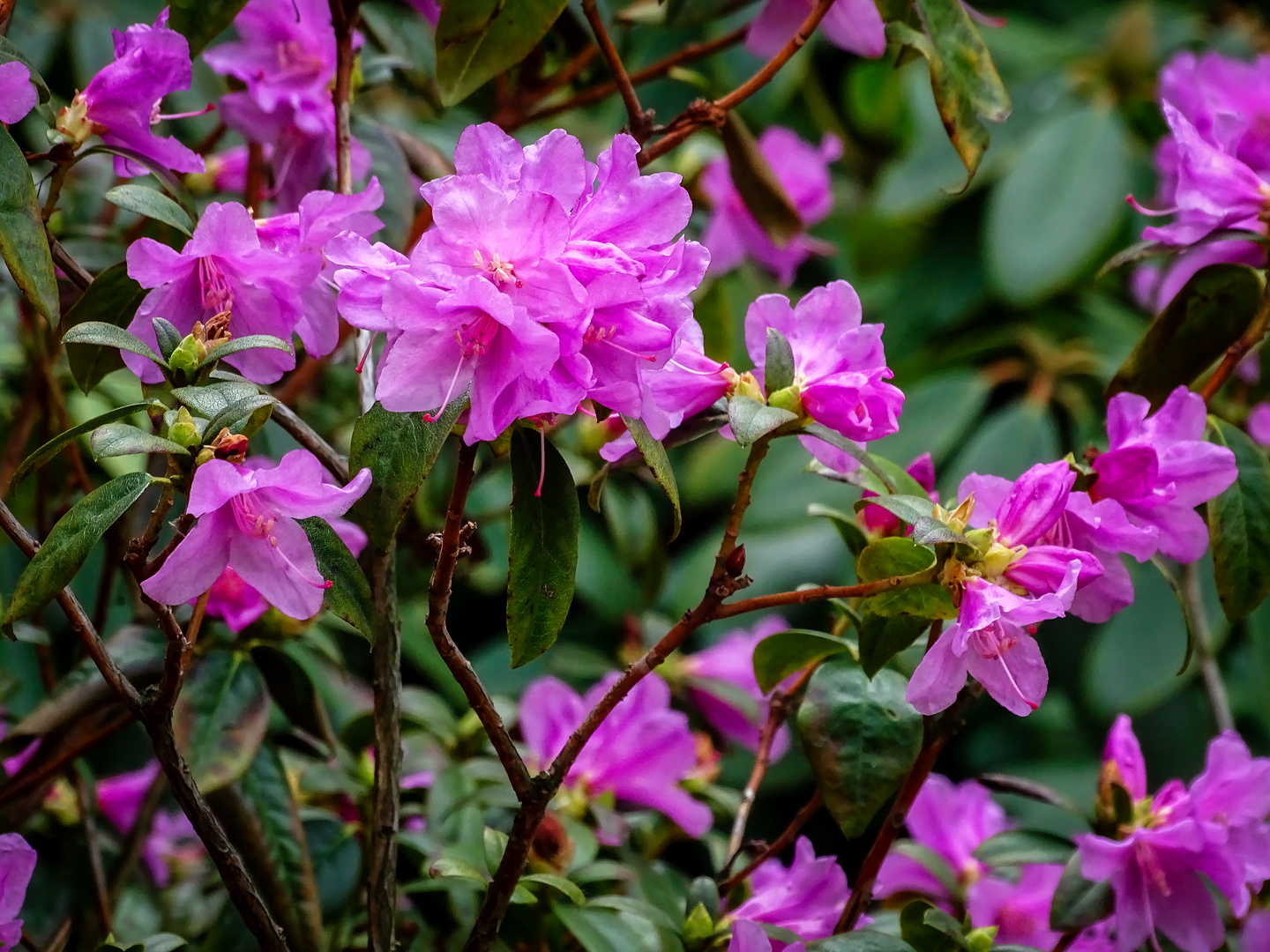 Frühblühender Rhododendron im Rosengarten Eltville 15. März 2018 Foto