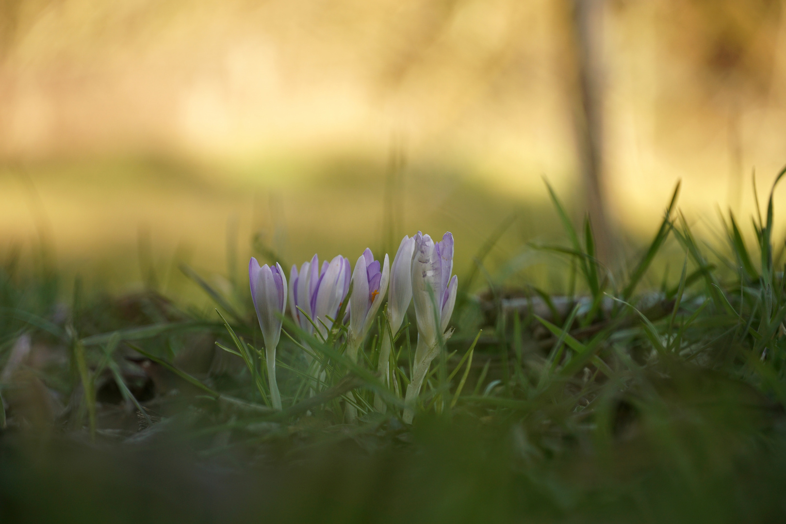 Frühblüher