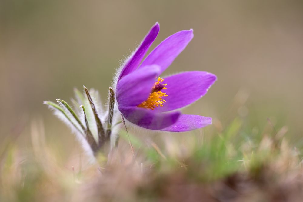 Frühblüher Foto & Bild jahreszeiten, frühling, frühblüher Bilder auf