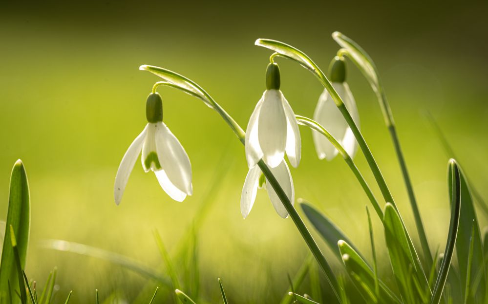 Frühblüher 1 Foto & Bild pflanzen, pilze & flechten, blüten