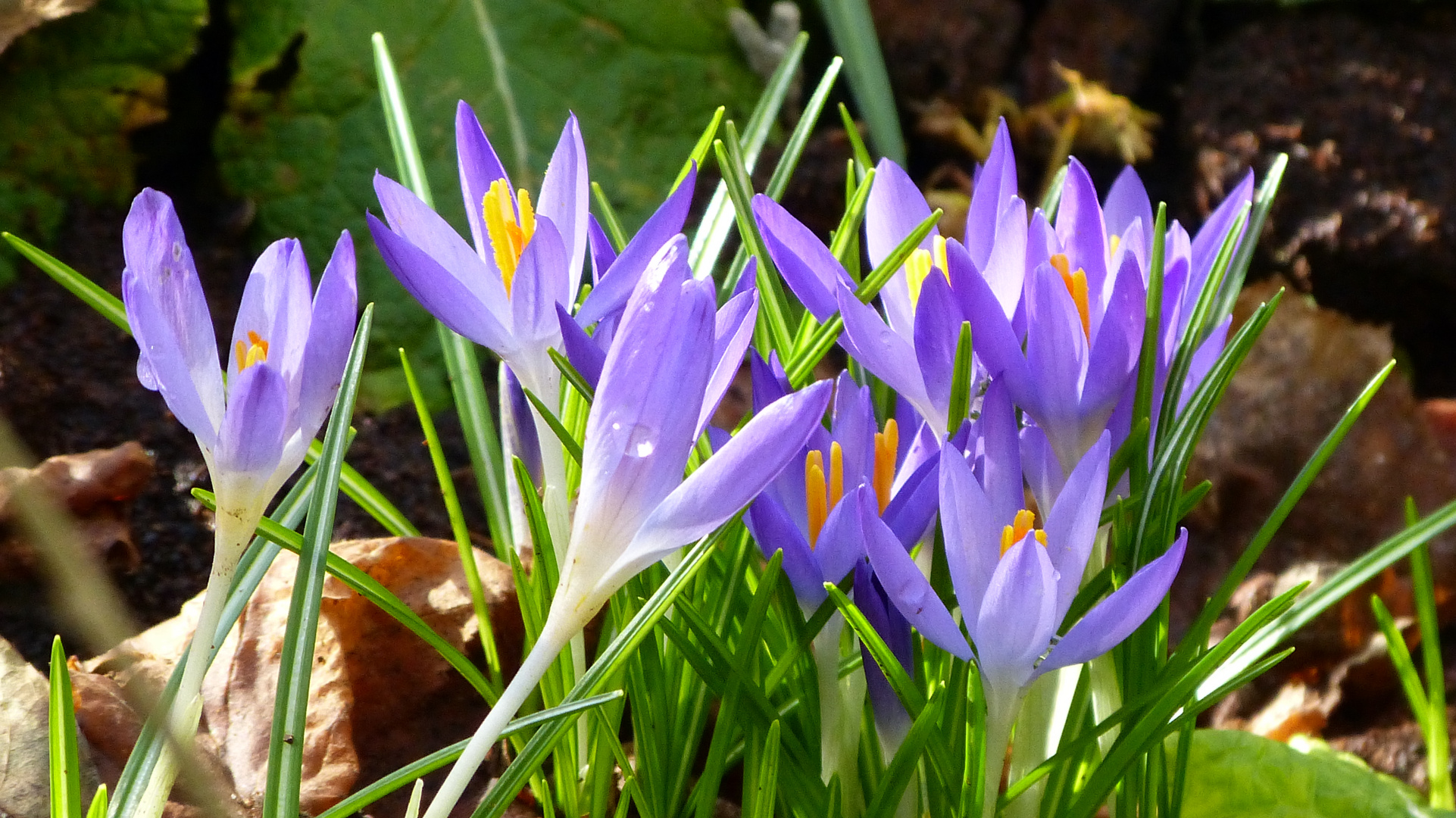 Frühblüher Foto & Bild projekte, 3 mittwochsblümchen, thementage