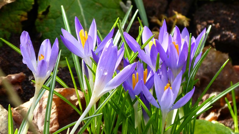 Frühblüher Foto & Bild projekte, 3 mittwochsblümchen, thementage