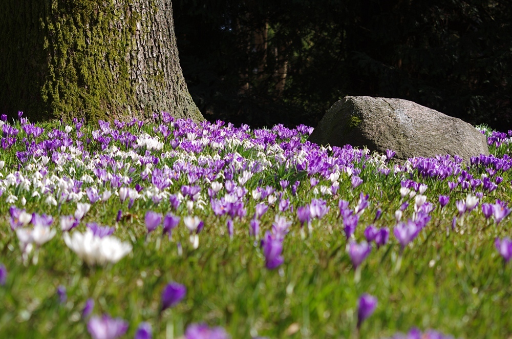 Frühblüher 2011 III