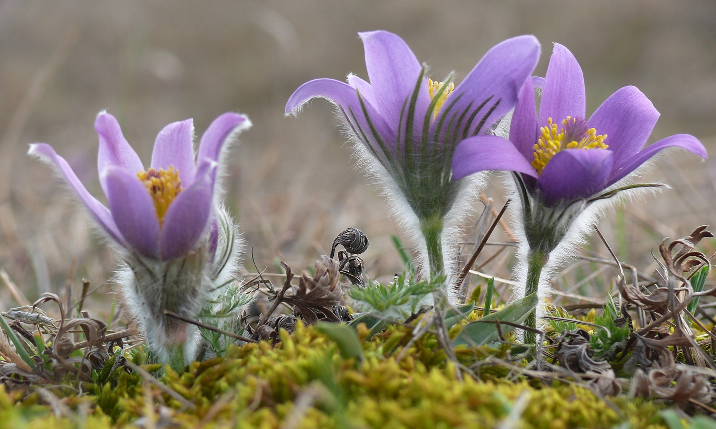 Frühblüher 2016 Kuhschelle ( Pulsatilla vulgaris )