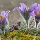 Frühblüher 2016 Kuhschelle ( Pulsatilla vulgaris )