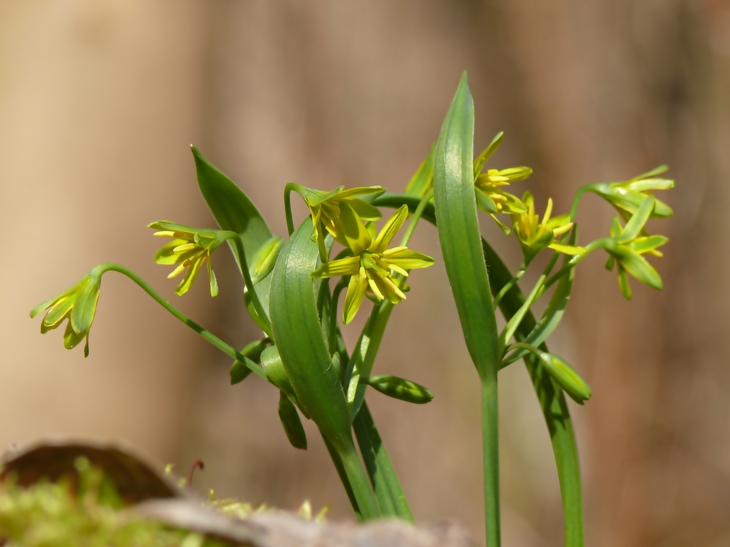 Frühblüher 2016 Waldgoldstern (Gagea lutea)