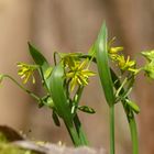 Frühblüher 2016 Waldgoldstern (Gagea lutea)