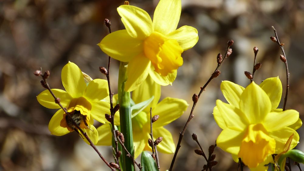 Frühblüher Foto & Bild projekte, mittwochsblümchen, blumen Bilder auf