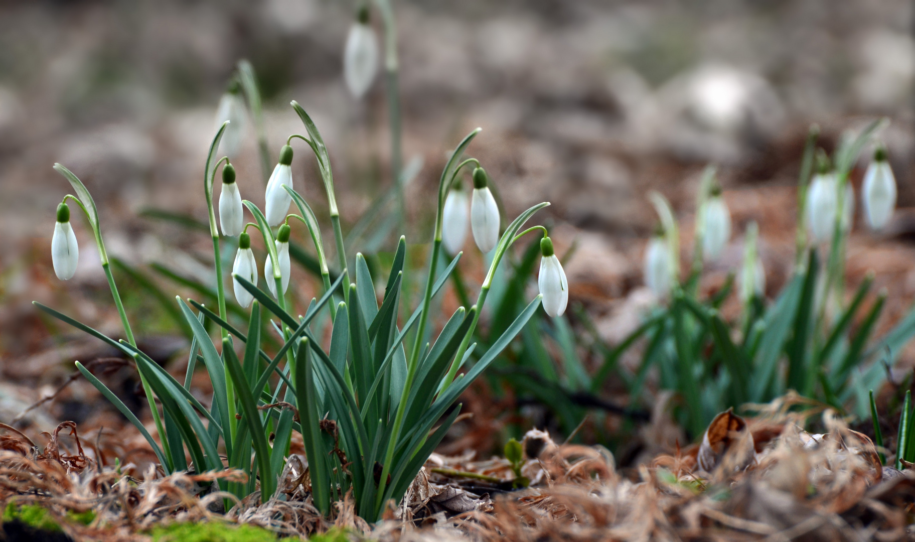 Frühblüher