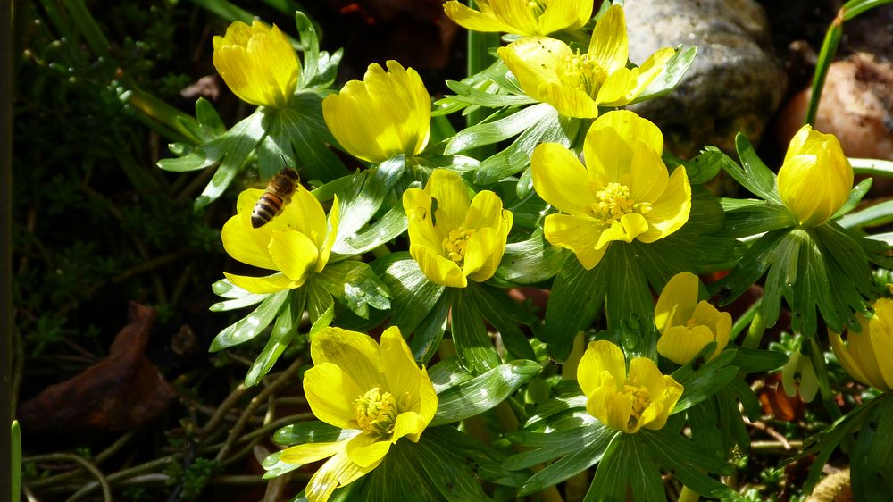 Frühblüher Foto & Bild projekte, mittwochsblümchen, blumen Bilder auf