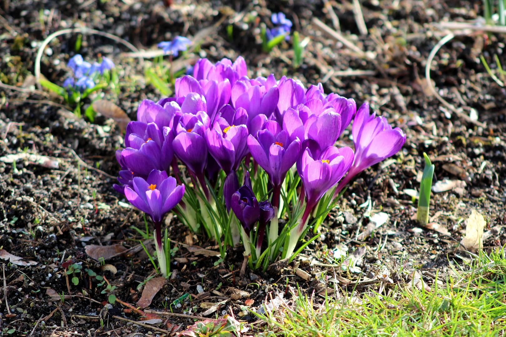 Frühblüher Foto & Bild park, natur, krokusse Bilder auf