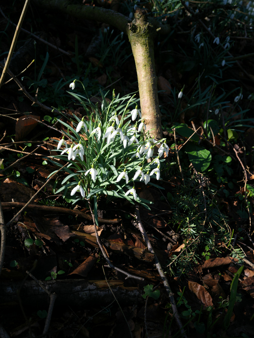 Frühblüher