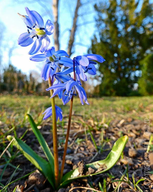 Frühblüher