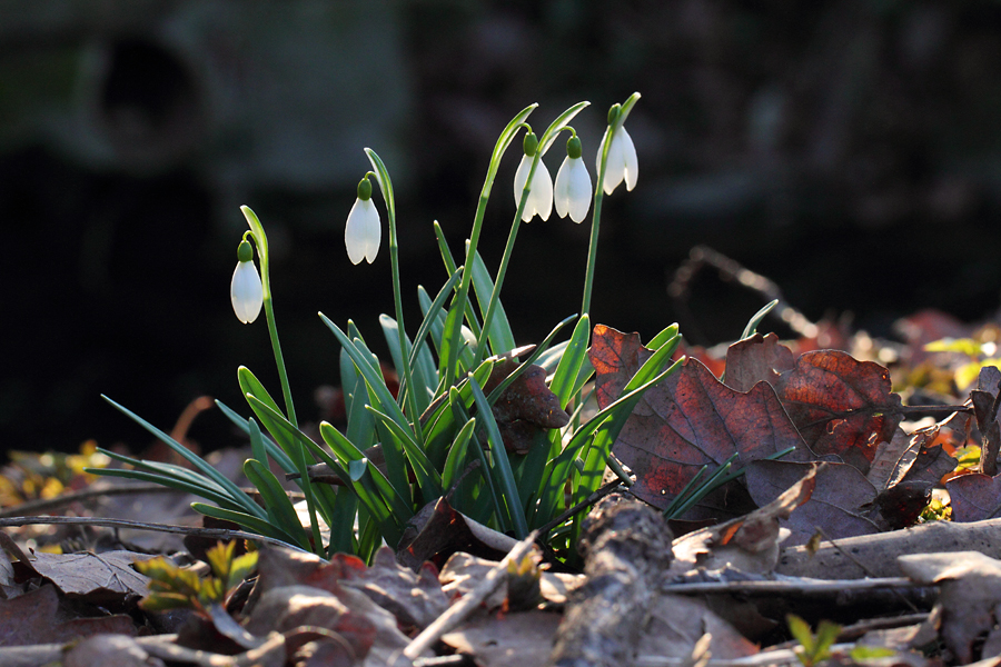 Frühblüher