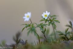 Frühblüher ...
