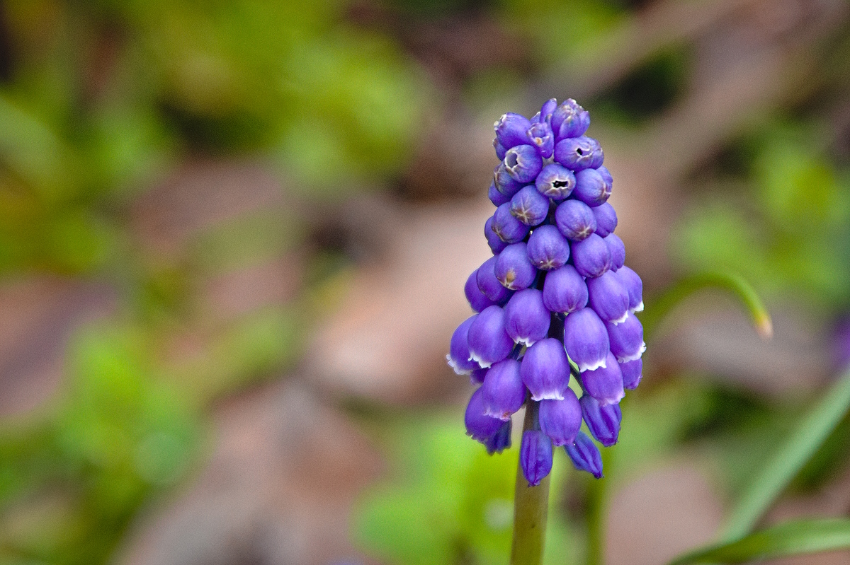 Frühblüher Foto & Bild pflanzen, pilze & flechten, blüten