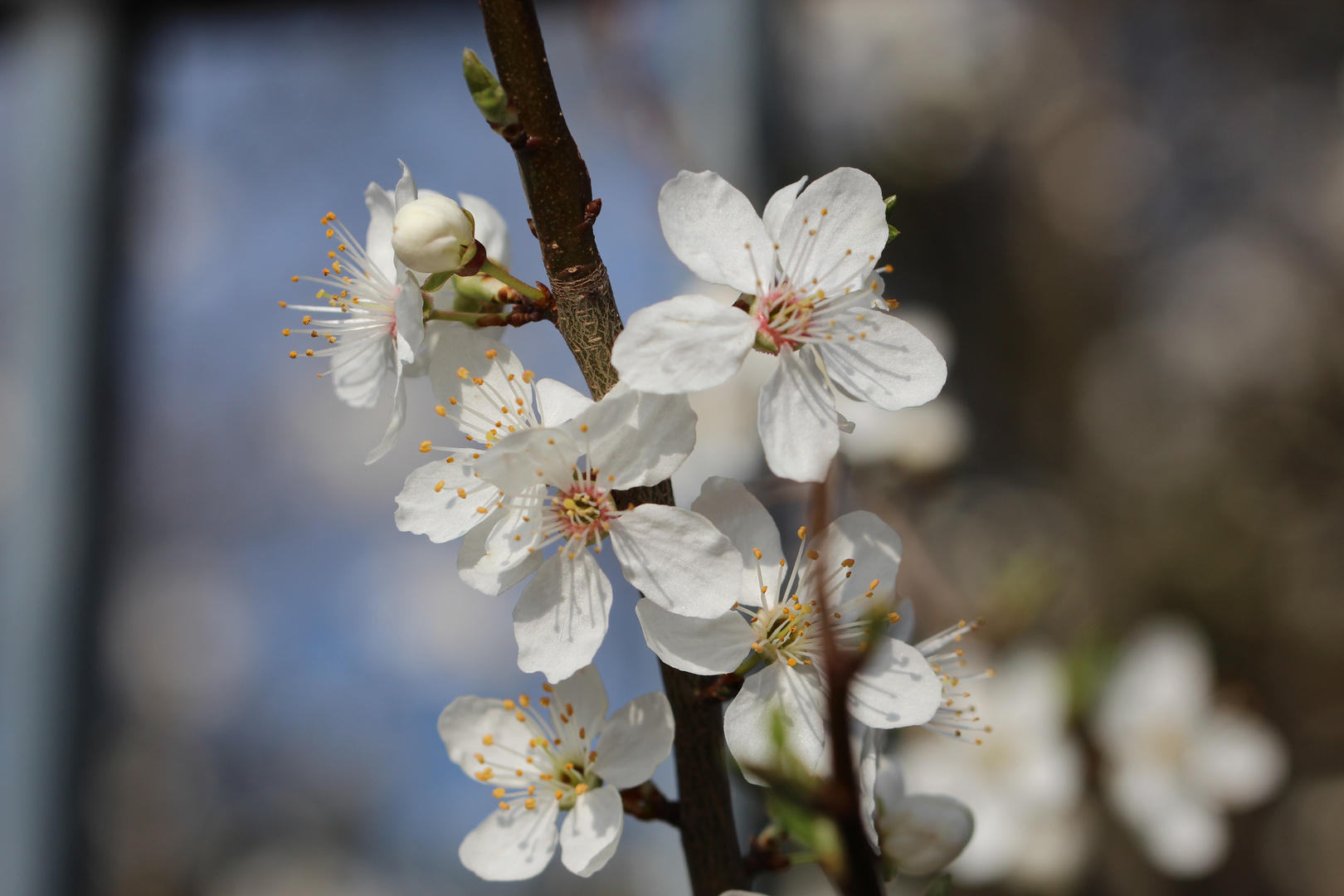 Frühblüher