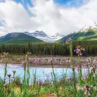 Frühblüher am Icefieldsparkway