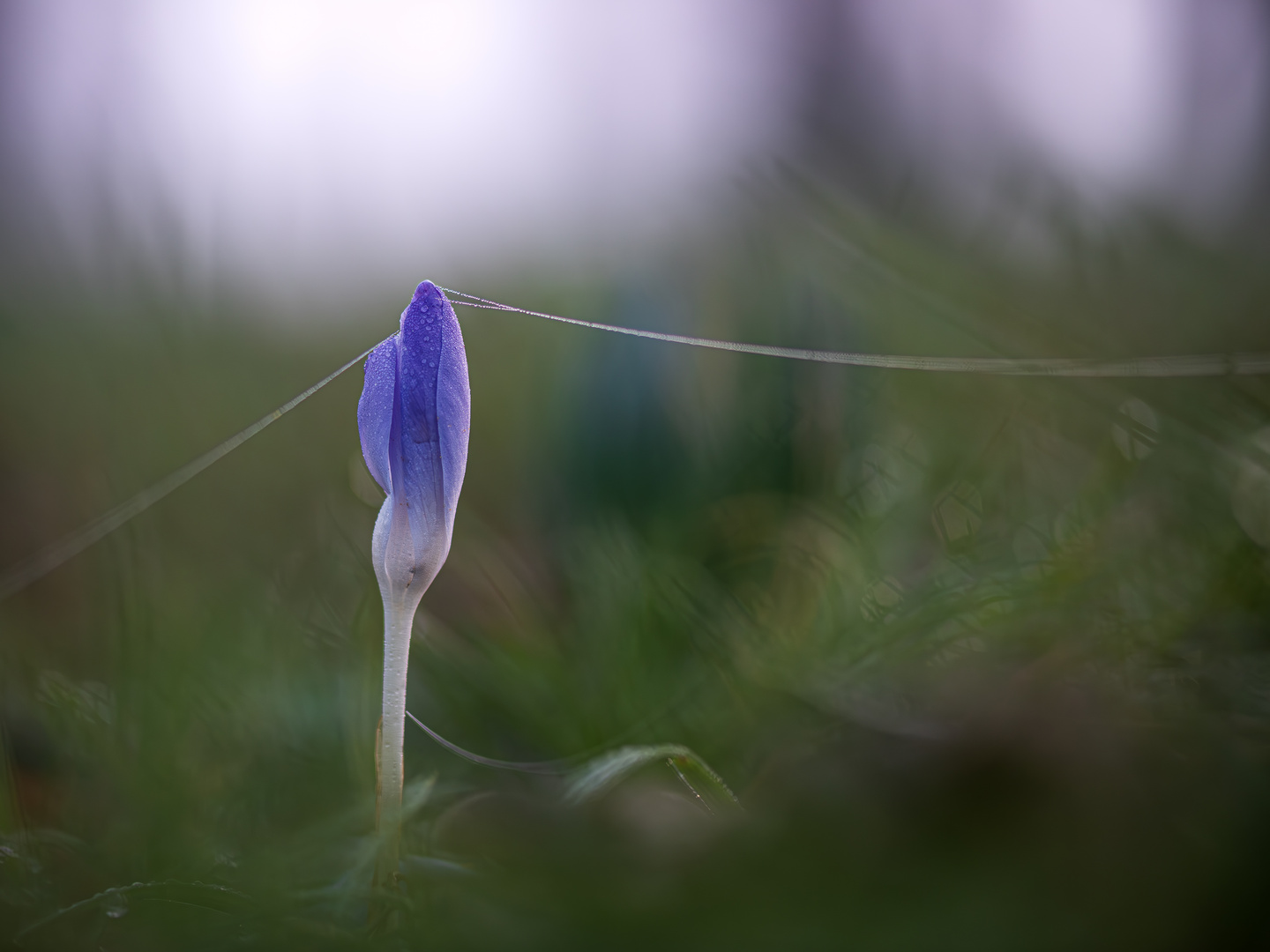 Frühblüher am Morgen