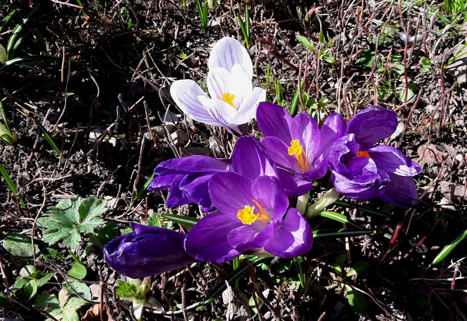 Frühblüher auf 1200 m ü.M.