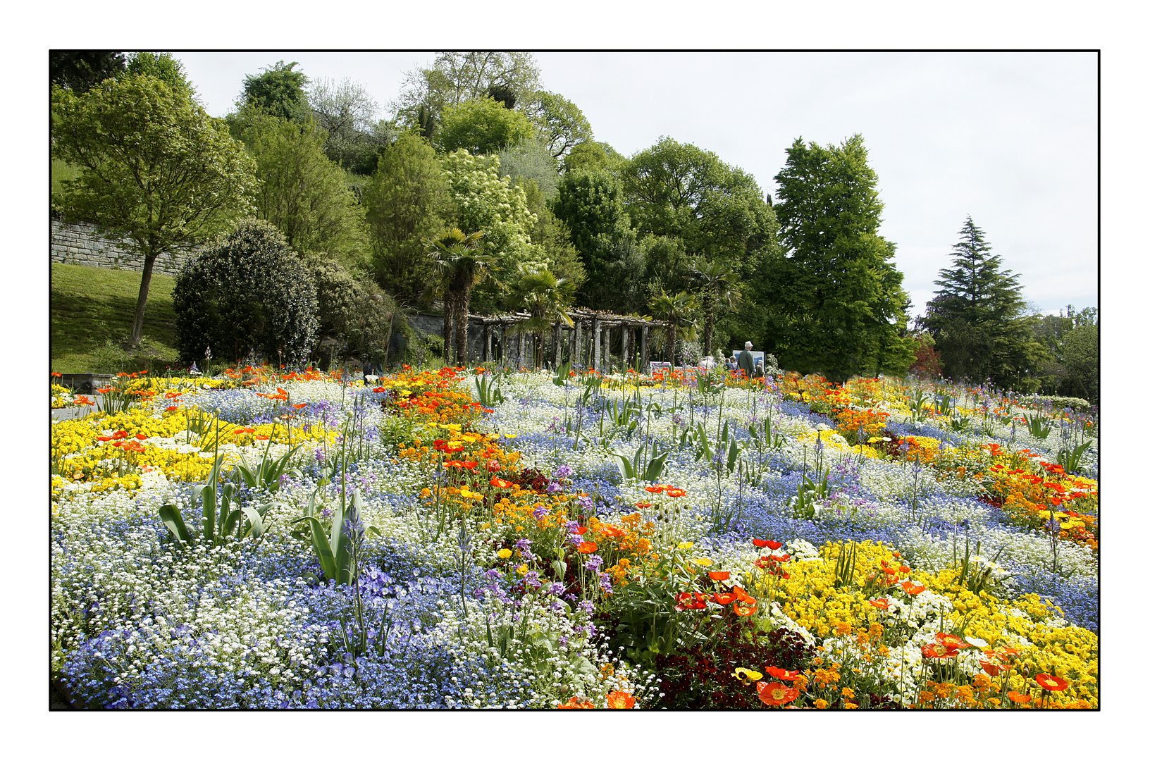 Fr hbl her auf der Insel  Mainau  Foto Bild deutschland 