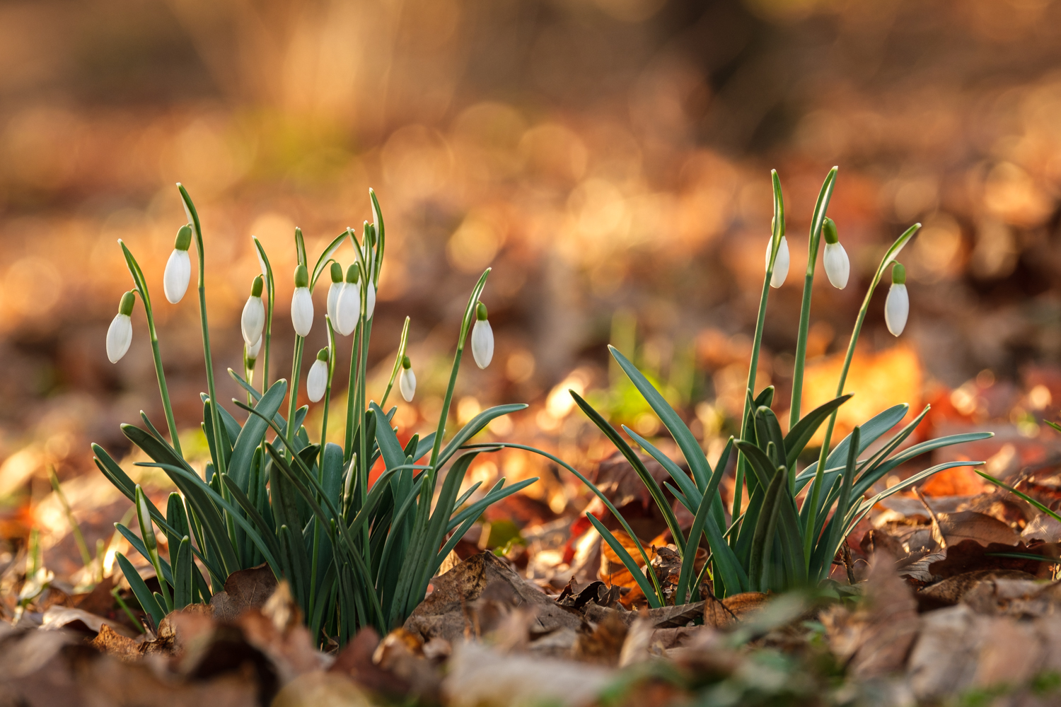 Frühblüher auf Herbstlaub