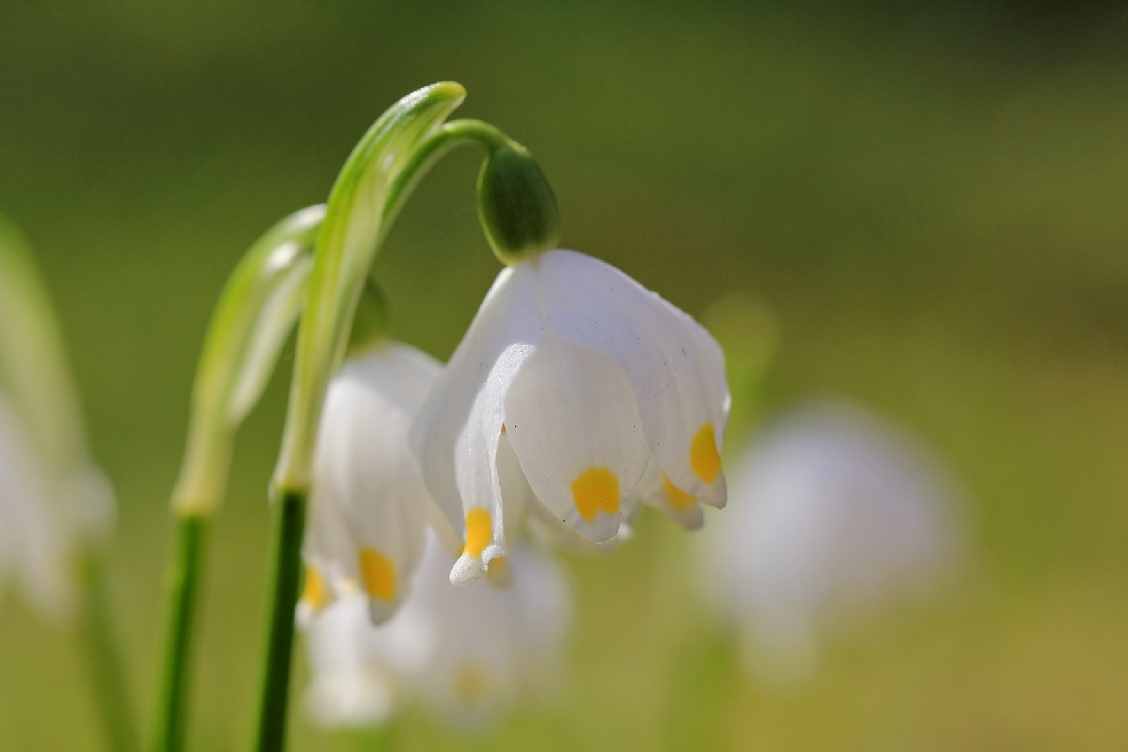 Frühblüher