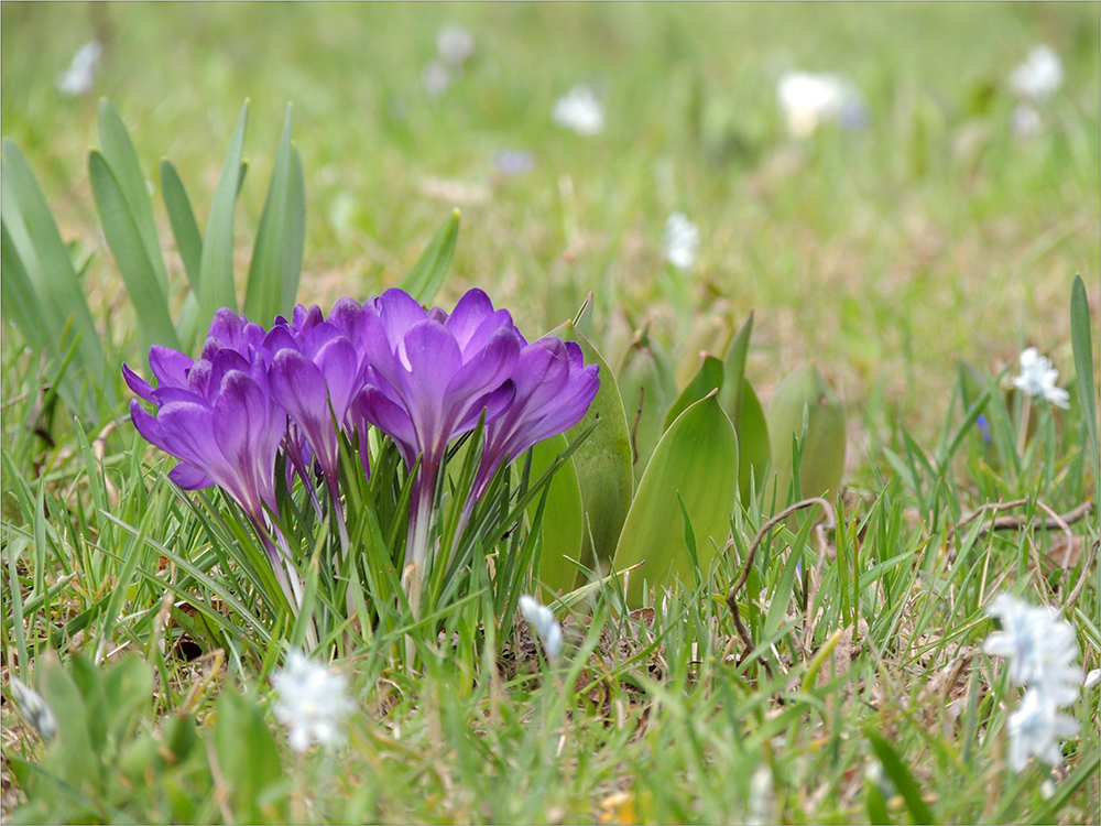 Frühblüher Foto & Bild jahreszeiten, frühling, pflanzen und pilze