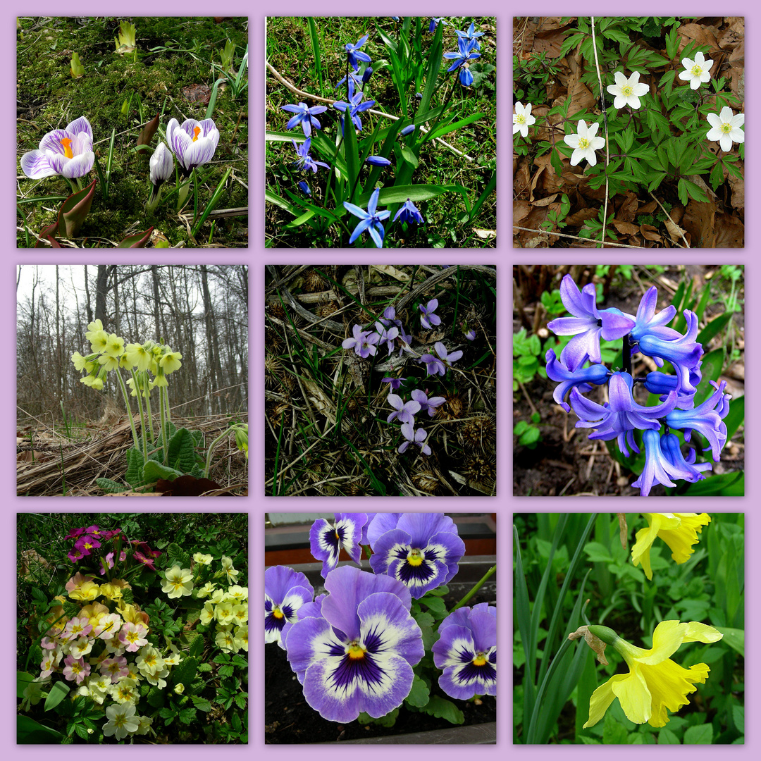 Frühblüher Foto & Bild pflanzen, pilze & flechten, blüten