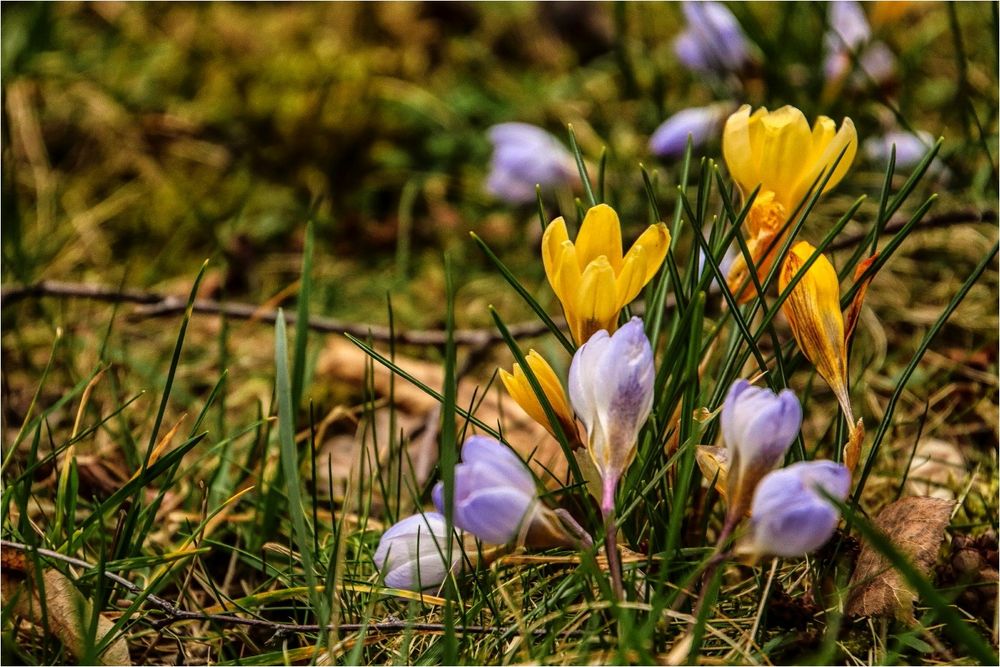 Frühblüher Foto & Bild art, world, winter Bilder auf