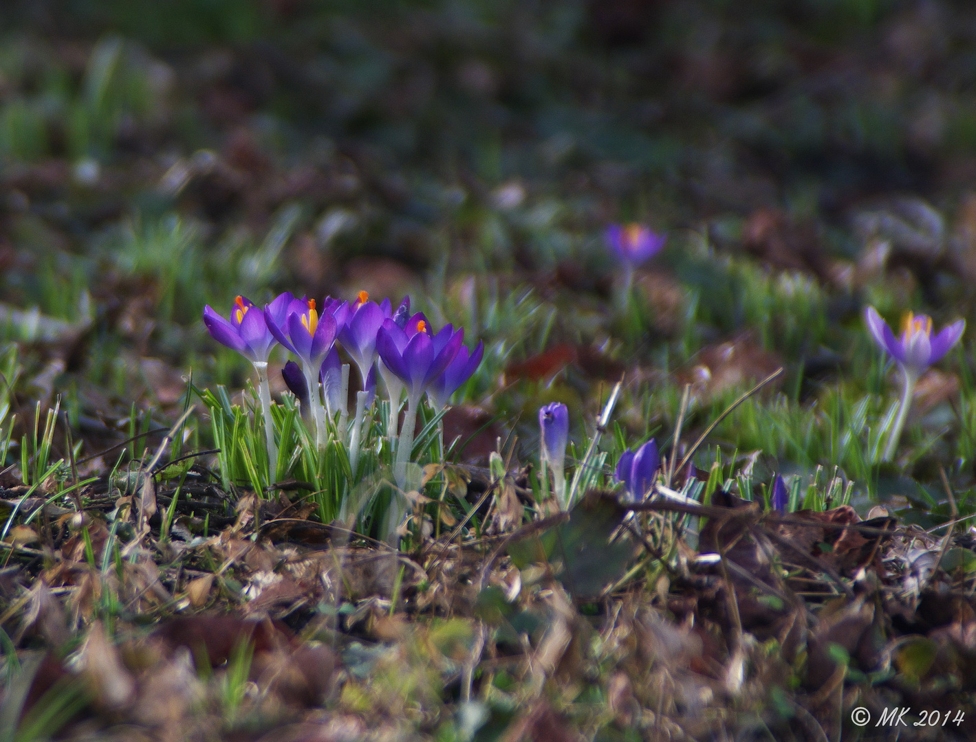 Frühblüher