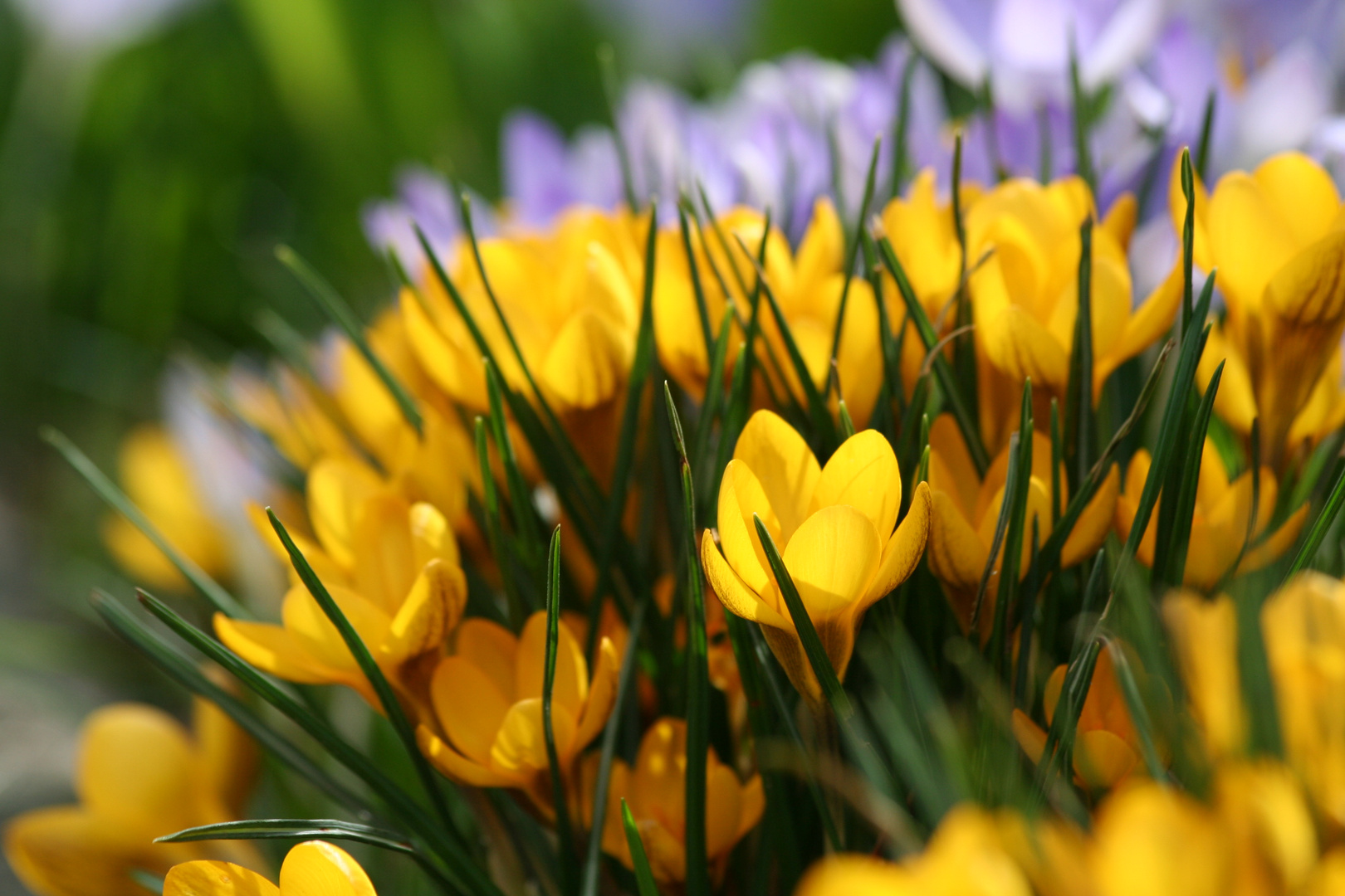 Frühblüher Foto & Bild pflanzen, pilze & flechten, blüten