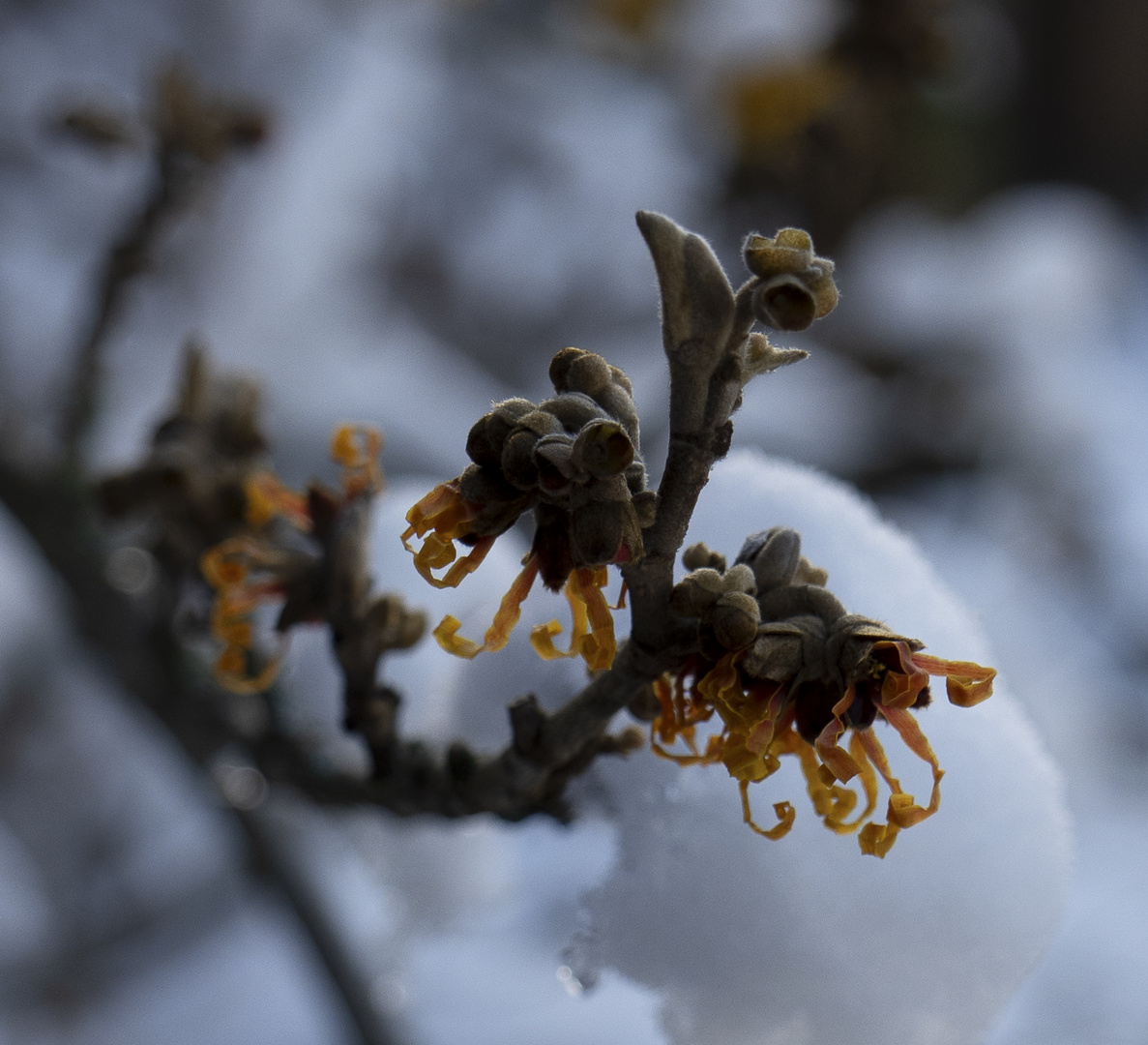 Frühblüher / Early Blossoms 