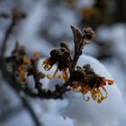 Frühblüher / Early Blossoms 