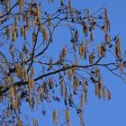 Frühblüher: Erlenzweig mit Blüten, Heuschnupfen ante portas!