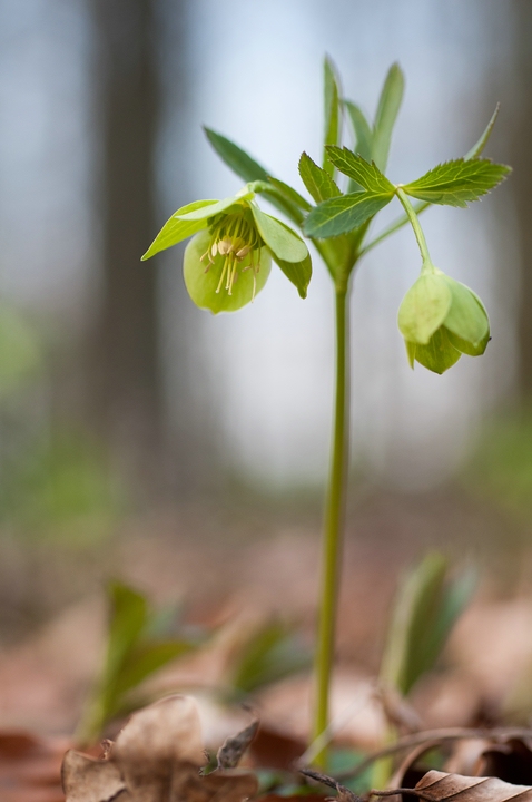 Frühblüher III (grüner Nieswurz)