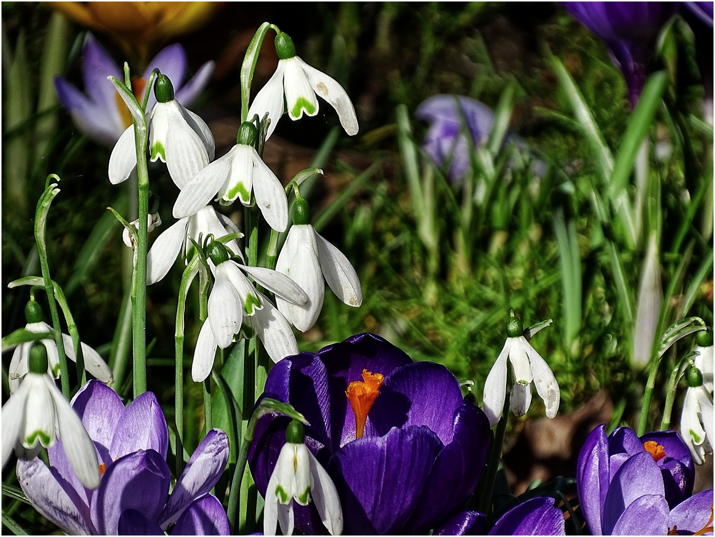Frühblüher im Botan. Garten Foto & Bild natur, kleinpflanzen, blumen